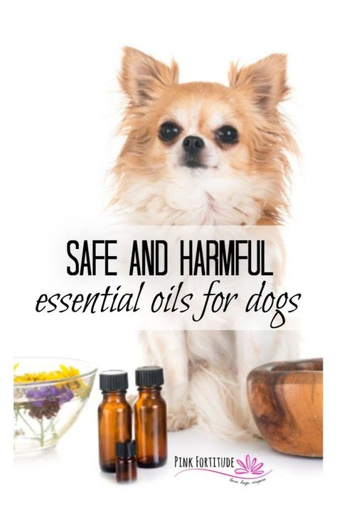 You love your Essential Oils. But are they safe for dogs? Yes and no. They can be therapeutic or extremely toxic. Read on to learn about the precautions you should take when using EOs around your dog, and also a list of both safe and harmful Essential Oils for dogs. Essential Oils Bad For Dogs, Dog Safe Essential Oils, Essential Oils For Dogs, Essential Oils Dogs, Dog Training School, Are Essential Oils Safe, List Of Essential Oils, Yl Oils, Oils For Dogs