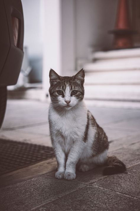 Limassol Cyprus, Beauty Of The World, Barista Fashion, Animal Images, Stray Cats, Pets 3, Change Image, I See It, Stray Cat