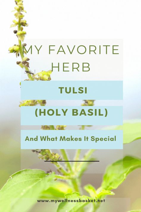 Tulsi(Ocimum tenuiflorum or Ocimum sanctum), is a herb that has traditionally been used in Ayurvedic medicine and a large number of herbalists world wide. It is fast-growing in popularity with it’s amazing health benefits. Read more about tulsi and how I add it to my herbal teas nearly every day! Tulsi Herb Benefits, Tulsi Tea Benefits, Tulsi Benefits, Wellness Basket, Stealth Health, Holy Basil Tea, Ocimum Tenuiflorum, Tulsi Tea, Bulk Herbs