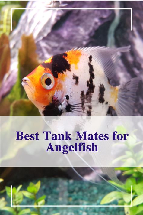 Angelfish Tank Ideas, Angel Fish Aquarium, Angel Fish Tank Ideas, Angelfish Tank, Angelfish Aquarium, Freshwater Angelfish, Angel Fish Tank, Freshwater Lobster, Aquarium Pets