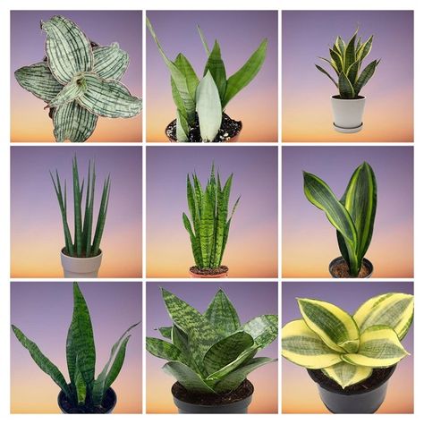 19 Types of Snake Plants Varieties with Names and Pictures Different Types Of Snake Plants, Snake Plant Varieties Chart, Snake Plant Types, Snake Plants Indoor, Sansevieria Plant Types, Types Of Snake Plants, Lucky Bamboo Care, Dracaena Trifasciata, Dracaena Draco