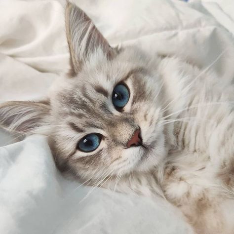 Dream's Cat, Cat With Blue Eyes, Siberian Cat, Gorgeous Cats, Cat Aesthetic, Cute Cats And Kittens, Cute Cats And Dogs, Pretty Cats, Cute Little Animals