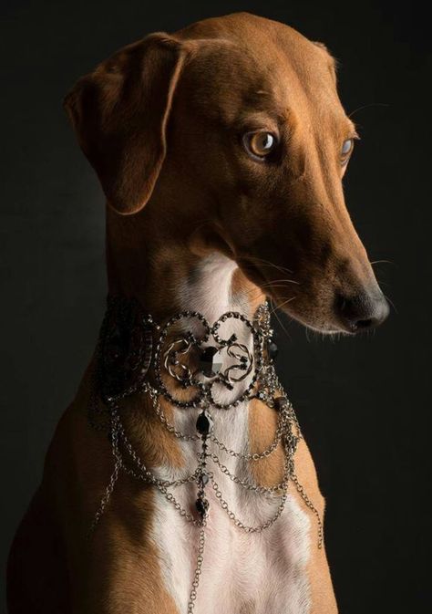 Saluki Dogs, Akc Breeds, Grey Hound Dog, Pretty Dogs, Hound Dog, Dog Photography, Whippet, Dog Portraits, Dog Photos