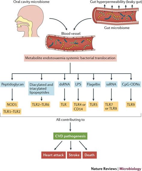 Microbial modulation of cardiovascular disease. The interplay between nutrient intake, gut microbial metabolism and microorganism-driven engagement of host receptors contributes to the pathogenesis of cardiovascular disease. In this Review, Brown and Hazen discuss the gut microbial mechanisms that drive cardiovascular disease, with special emphasis on therapeutic interventions. Nat Rev Microbiol 2018, 16(3):171-181. Microbial Metabolism, Therapeutic Interventions, Reverse Type 2, Pattern Recognition, Adipose Tissue, Leaky Gut, Gut Microbiome, Cardiovascular Disease, Microbiology