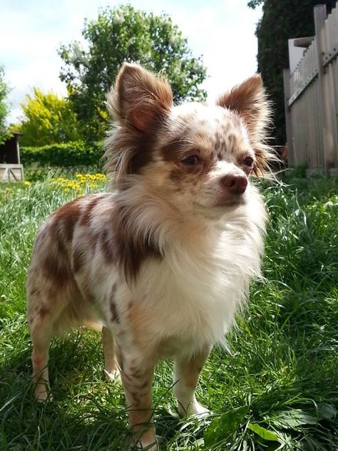 Look at this beauty Long Haired Chihuahua Puppies, Merle Chihuahua, Baby Chihuahua, Chihuahua Funny, Long Haired Chihuahua, Very Cute Dogs, Cute Chihuahua, Chihuahua Love, Chihuahua Dog