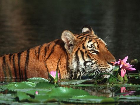 lotus... Mantra - today I make great choices, because they are made with full awareness Save The Tiger, Beautiful Bangladesh, Tiger Wallpaper, Tiger Love, Tiger Pictures, Tiger Tiger, Most Beautiful Animals, Bengal Tiger, Qi Gong