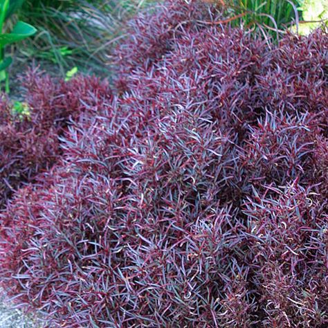 'Red Threads' Joseph's coat, Parrot leaf Latin name: Alternanthera ficoidea 'Red Threads'  Zone 11 Impatiens Flowers, Sweet Potato Slips, Joseph's Coat, Josephs Coat, Sweet Potato Vine, Flax Flowers, Cactus Planta, Corn Seed, Gardening Zones