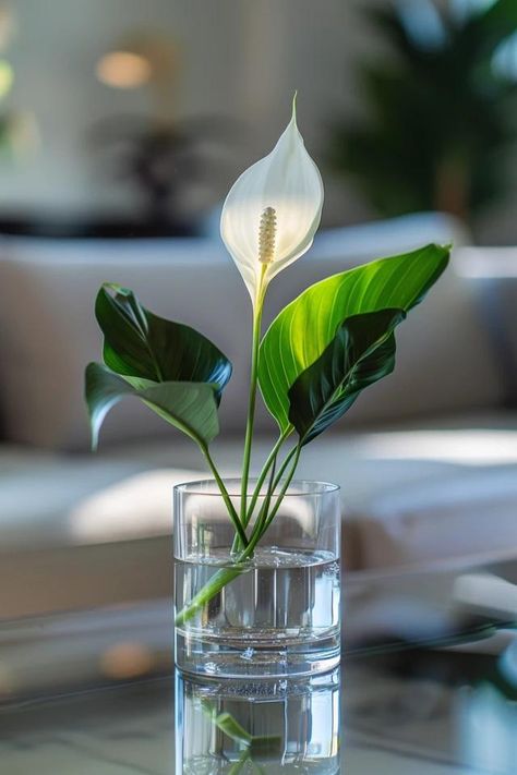 How To Grow A Peace Lily In Water: Hydroponic Beauty Indoor Water Lily, Peace Lilly Plants Decor, Peace Lily Propagation In Water, How To Grow Peace Lily In Water, Peace Lily In Water Vase, Peace Lilly In Water, Peace Lily Care Indoor, Peace Lily In Water, Peace Lily Plant Care