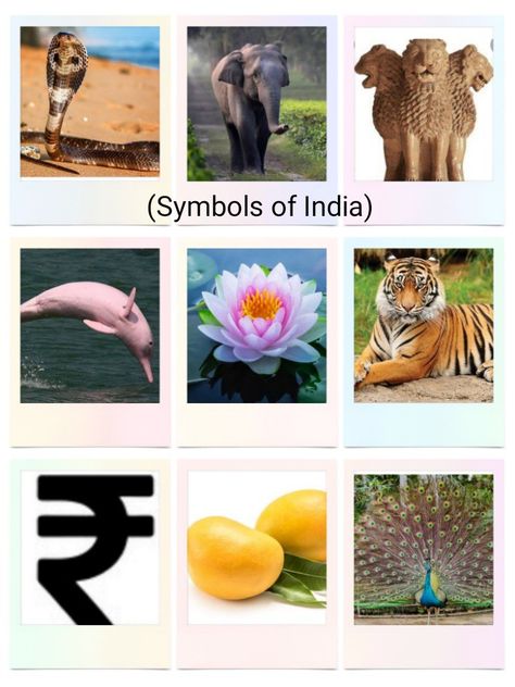 Ok let me speak about some unknown symbols of India 🙂 1) National reptile of India:- King Cobra 2) National heritage animal of India:- Elephant 3) National Aquatic animal of India:- Dolphin 4) National vegetable of India:- Pumpkin Happy Reading 🇮🇳🇮🇳 Aquatic Animal, Fun Worksheets For Kids, National Animal, King Cobra, National Symbols, Fun Worksheets, Aquatic Animals, Happy Reading, Worksheets For Kids