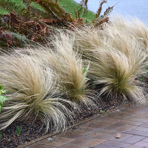 NP:Mexican Feather Grass Mexican Grass Plant, Yucca Plant Landscaping Garden Ideas, Mexican Feather Grass, Texas Native Plants, Plant Mama, Yucca Plant, Garden Designer, Domestic Goddess, House Landscape