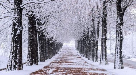 Korea Winter, Nami Island, Winter Backdrops, Snow Covered Trees, Muslin Backdrops, Snowy Trees, Walking Paths, Korea Travel, Winter Scenery