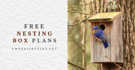 Free Nesting Box Building Plans for Wild Birds | Empress of Dirt Dove Nest, Birdhouse Plans, Nest Box, Bird House Plans, Box Building, Nesting Box, Bird Houses Diy, Bird Boxes, Free Plans