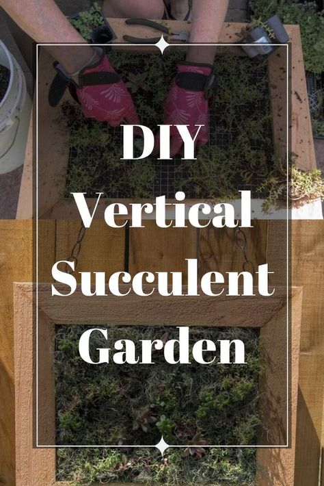 A vertical wall garden makes an interesting approach to a new view of gardening. The project is easily made and is customized to what you would like to grow. Our wall garden was made for succulents. Learn how to make a vertical succulent wall planter in a few easy steps on a budget. diy | diy planter | succulents | succulent wall | diy wall decor Succulent Wall Diy, Vertical Wall Garden, Vertical Garden Wall Planter, Succulent Wall Garden, Diy Wall Planter, Succulent Wall Planter, Succulent Frame, Vertical Succulent Gardens, Diy Concrete Planters