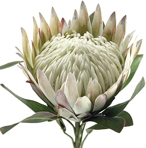 FiveSeasonStuff 1 Stem King Protea Real Touch Silk Artificial Flowers for Wedding Bouquet Home Kitchen 76cm Tall Tropical Flower Arrangements Decor (Floral White): Amazon.co.uk: Kitchen  Home Flower Arrangements Decor, Flowers For Wedding Bouquet, White King Protea, Artificial Flowers For Wedding, Tropical Flower Arrangements, King Protea, Flowers For Wedding, Peonies And Hydrangeas, Protea Flower