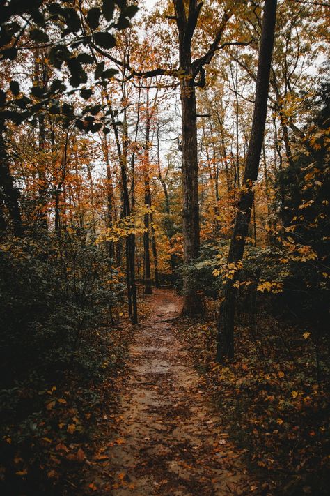 Tree, woodland, forest and path HD photo by Will Swann (@wlll) on Unsplash Leaves Iphone Wallpaper, Iphone Wallpaper Autumn, Wallpaper Autumn, Between Two Worlds, Iphone Wallpaper Fall, Autumn Magic, Dark Autumn, Autumn Scenery, Best Seasons