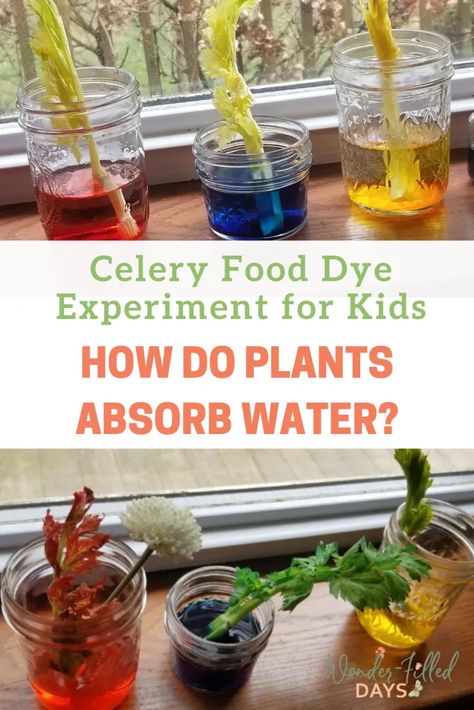 Celery Food Dye Experiment for Kids - Wonder-Filled Days Celery Experiment For Kids, Summer Experiments, Celery Experiment, Vbs Activities, Kids Experiments, Water Study, Easter Deserts, Science Experiments Kids Elementary, Pre-k Science