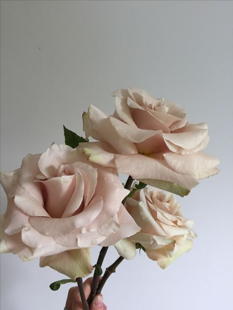 Quicksand rose Quicksand Rose, Philly Wedding, Three Graces, Wedding Florals, 50 Shades, Wedding Things, Floral Wedding, Mood Board, Jordan