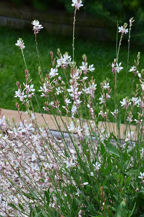 White Guara, Gaura Flowers, White Garden, Purple White Garden, Perennial Flowers, Gaura Plant Combination, White Gaura, White Gaura Plant, Gaura Flower Plants