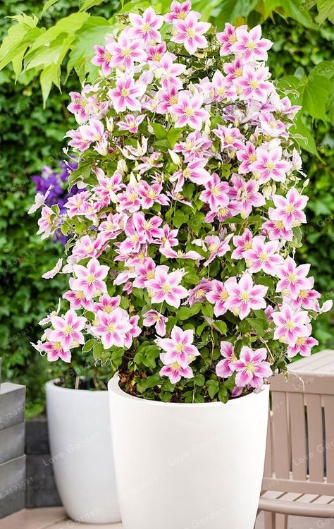 Clematis Bonsai Clematis Vine Trellis, Evergreen Clematis, Clematis Trellis, Clematis Varieties, Climbing Clematis, White Clematis, Sweet Autumn Clematis, Autumn Clematis, Clematis Plants