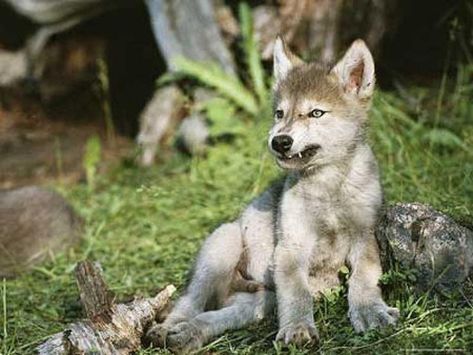 Wolf Puppy, Baby Wolves, Baby Wolf, Wolf Pup, Wolf Photos, Gray Wolf, Wolf Love, Red Wolf, Wild Wolf