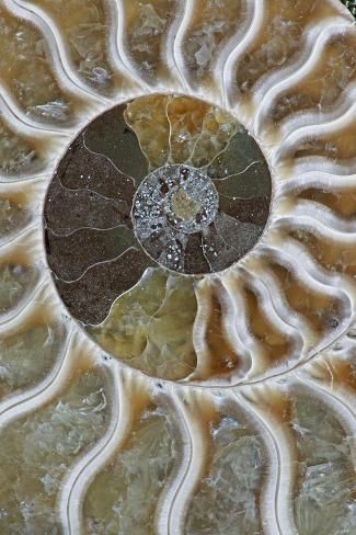 size: 24x16in Photographic Print: Fossil Ammonite : Entertainment Spiral Shell, A4 Poster, Posters And Prints, Wall Collage, Madagascar, High Quality Art Prints, Photographic Prints, Find Art, Photo Gifts