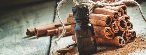 Cinnamon Leaf Essential Oil - The Spicy Germ Killer - The Hippy Homemaker Substitute For Cinnamon, Cinnamon Oil Uses, Cinnamon Oil Benefits, Cinnamon Allergy, Mosquito Repellent Homemade, Coffee Essential Oil, Swollen Gum, Sugar Free Gum, Cinnamon Oil