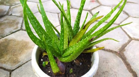 Insect Pest, Aloe Vera Plant, Aloe Plant, Plant Diseases, Mother Plant, Yellow Leaves, New Leaf, Easy Steps, Easy Step