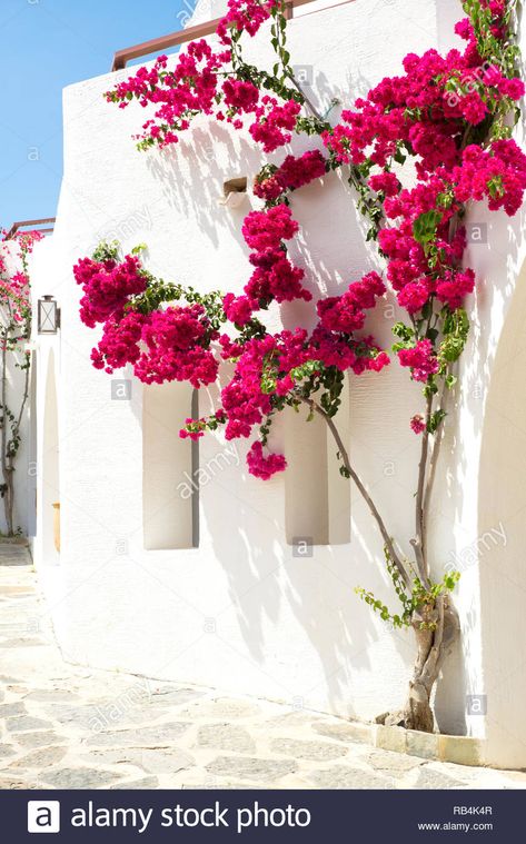 Bougainvillea House Exterior, Bougainvillea On Wall, Bougainvillea Over Garage, Outdoor Artwork Wall Hangings Patio, Bougainvillea Front Porch, Boganvila Plant Wall, Bougainvillea Trellis Wall, Bouganvilla Aesthetic, Greek Staircase