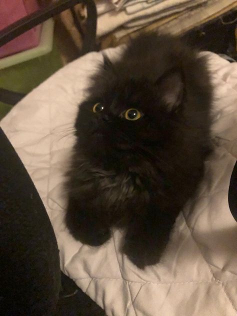 Fluffy Black Cats, Black Fluffy Cat, Fluffy Black Cat, Black Kitties, Black Cat Aesthetic, Silly Cats Pictures, A Black Cat, Cute Black Cats, Fluffy Animals