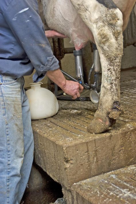 Quarter Milking Bottle, Cow Infected with Mastitis. Quarter milking bottle being #Sponsored , #SPONSORED, #Ad, #Milking, #Cow, #milking, #Bottle Milking Cow, Cow Milking, Recipe Images, Stock Photography Free, Dairy, Cow, Stock Images