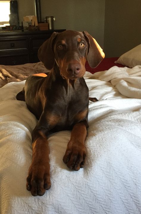 Brown Doberman Uncropped, Brown Doberman, Doberman Pinscher Dog, Doberman Puppy, Doberman Dogs, Very Cute Dogs, Cute Dogs And Puppies, Doberman Pinscher, Baby Dogs