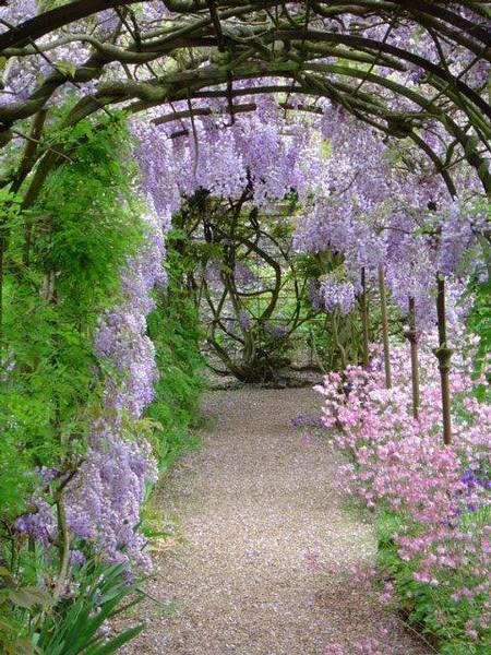 Aesthetic Gardens, Wisteria Cottage, Wisteria Lane, Garden Paradise, Plants Outdoor, Cottage Charm, Backyard Pergola, Magical Garden, Romantic Garden