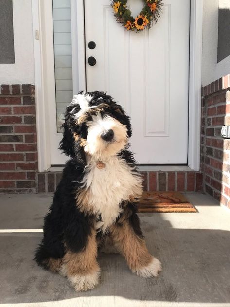 Bernedoodle Vs Sheepadoodle, Bernedoodle Aesthetic, Saint Bernadoodle, Aussie Bernedoodle, Micro Bernedoodle, Bernadoodles Full Grown, Bernedoodle Drawing, Ausidoodle Puppies, Medium Bernedoodle