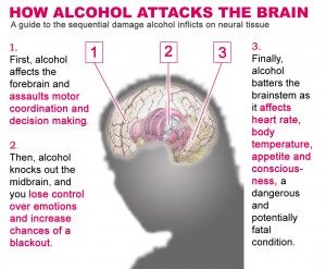 alcohol & the brain Dangers Of Alcohol, Effects Of Alcohol, Brain Damage, Drinking Beer, The Brain, Our Body, Health Tips, Psychology, Brain