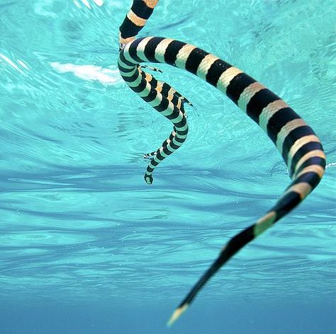 Zebra-Stripe Sea Snake Sea Krait, Creature Marine, Sea Snake, Life Under The Sea, Beneath The Sea, Underwater Creatures, Water Life, Beautiful Fish, Reptiles And Amphibians