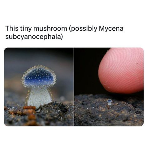 Science⚛️ on Instagram: "Mycena subcyanocephala, commonly known as the "Blue Bonnet," is a small and visually striking saprotrophic mushroom found in humid environments across the world. It decomposes dead organic matter on decaying wood and is primarily appreciated for its aesthetic appeal. . Credit: chofungi . Tag someone" Mycena Subcyanocephala Fungi, Mycology Aesthetic, Mushroom Aesthetic, Aesthetic Mushroom, Interesting Plants, Blue Mushroom, Youtube Drawing, Blue Bonnet, Slime Mould