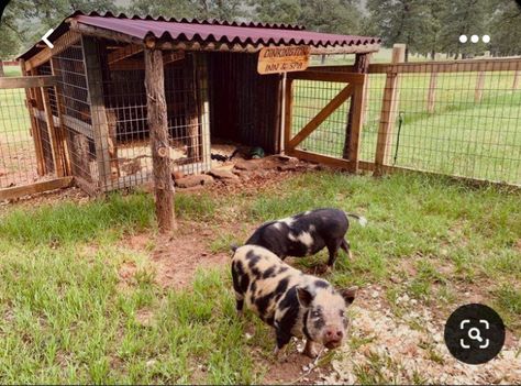 Pig Fence, Sheep Shelter, Pig Shelter, Kune Kune Pigs, Sheep Pen, Livestock Shelter, Homesteading Animals, Raising Pigs, Goat House