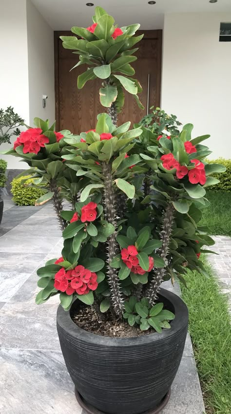 Euphorbia Flower, Euphorbia Plant, Kaktus Dan Sukulen, Creative Garden Decor, Kitchen Ideas Gray, Kitchen Ideas For Small Spaces, Euphorbia Milii, Design Kitchen Ideas, Potted Plants Outdoor