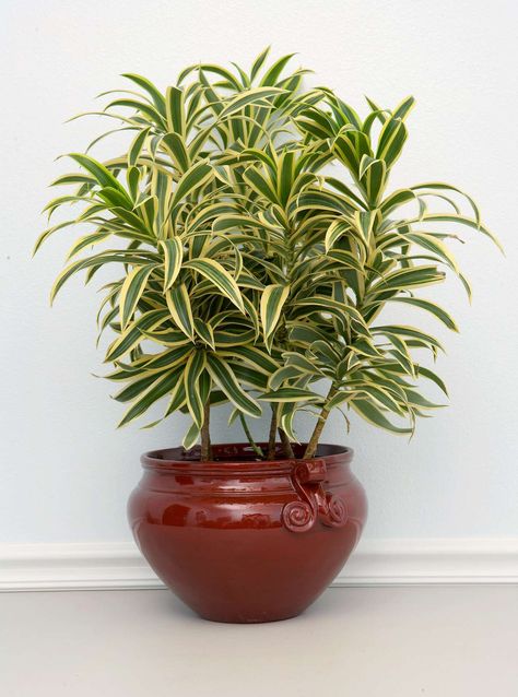 dracaena-reflexa-song-india-adffe7b5 Peacock Plant, Tattoo Plant, Low Light Indoor Plants, Asparagus Fern, Plant Decor Indoor, Have Inspiration, House Plants Decor, House Plants Indoor, Deco Floral