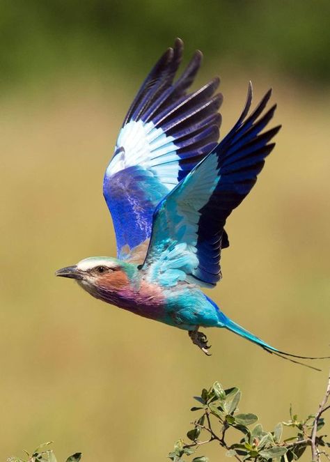 Did you know that the lilac breasted roller is sometimes called Mzilikiazi's roller? King Mzilikiazi used their feathers as a headdress. Learn more: 23 Lilac Breasted Roller Facts (Coracias caudatus) #lilacbreastedroller #beautifulbirds #colorfulbirds #birds #justbirding #birdsinflight Flying Bird Reference, Colorful Birds Flying, Flying Birds Photography, Bird Photography Flying, Beautiful Birds Photography Nature, Birds Flying Photography, Cats Pretty, Birds Photography Nature, Lilac Breasted Roller