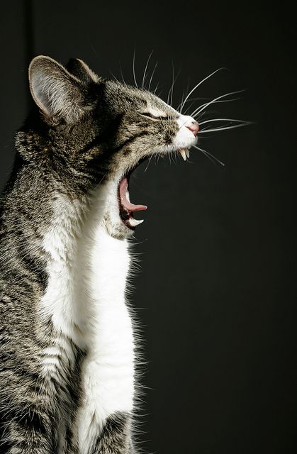 What Cats Can Eat, Funny Pet Videos, Cat Yawning, Pet Videos, Cat Reference, Cat Pose, Cat Travel, Crazy Funny, Cat Training