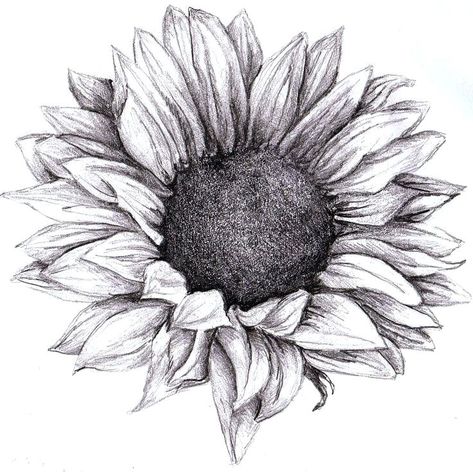 Sunflower Clipart Sunflower Outline Pencil And In Color - Infoupdate.org Dr Tattoo, Sunflower Sketches, Sunflower Tattoo Sleeve, Tattoos Pinterest, Sunflower Tattoo Shoulder, Sunflower Tattoo Small, Sunflower Images, Plan Image, Sunflower Drawing