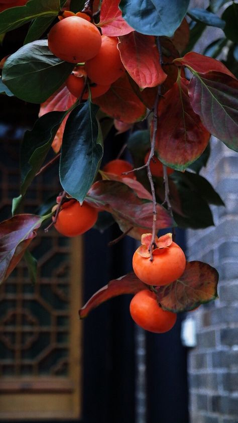 Fruit Photography, Beautiful Fruits, Fruit Art, Nalu, Fruit And Veg, Persimmon, Fruits And Veggies, Fruit Trees, Still Life Photography