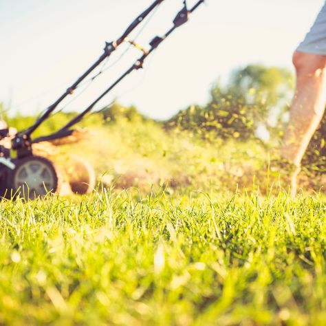 How to Keep Grass Green and Achieve a Healthy Lawn Lawn Care Business, Lawn Work, Diy Lawn, Lawn Fertilizer, Lawn Care Tips, Types Of Grass, Lawn Sprinklers, Healthy Lawn, Family Handyman