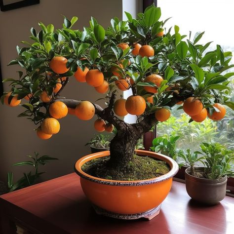 Fruit Bonsai, Bonsai Fruit Tree, Potted Fruit Trees, Fruit Tree Garden, Victorian Greenhouses, Arizona Gardening, Small Vegetable Gardens, Container Garden Design, Vegetable Garden Diy