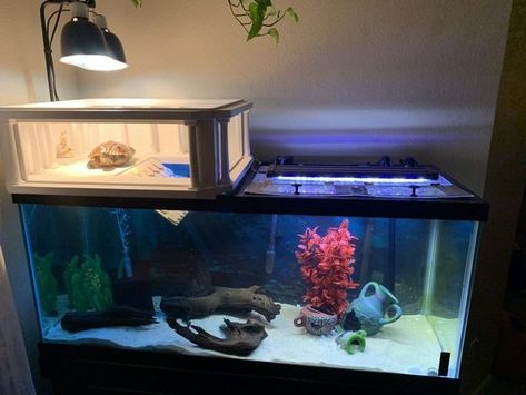 Indoor Turtle Tank, Large Turtle Tank Ideas, 55 Gallon Turtle Tank Ideas, Turtle Tank Aesthetic, Painted Turtle Tank Ideas, Aquatic Turtle Habitat Ideas Indoor, Turtle House Indoor, Water Turtle Tank Ideas, Turtle Habitat Ideas Indoor