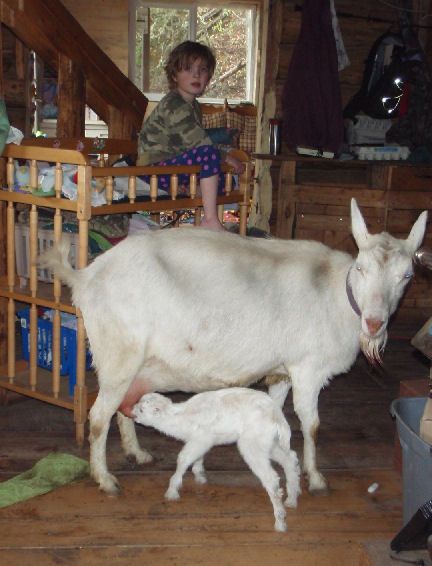 Northern Homesteader - This Alaskan Life Simple Living Alaska, Alaskan Homestead, Dog Mushing, Alaska Homestead, Alaska Living, Alaska House, Travel Alaska, Future Farms, Wild Edibles