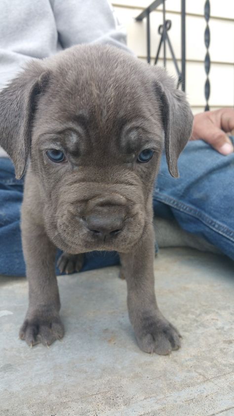 Blue Cane Corso Puppy Blue Cane Corso, Cane Corso Puppy, Cane Corso Puppies, Cane Corso Dog, Corso Dog, Cane Corso, Blue Eyes, Goats, Labrador Retriever