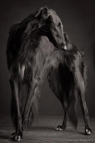 black borzoi Ras Anjing, Russian Wolfhound, Borzoi Dog, Black Dogs, Two Dogs, Appaloosa, Quarter Horse, Dog Photography, Black Dog