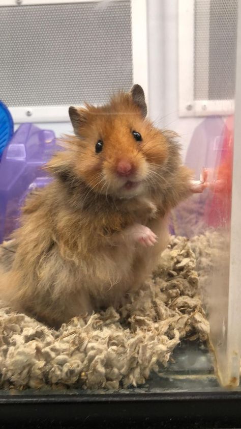 Hamster Pictures, Hamster Pics, Hamsters As Pets, Hamster Life, Animals Adorable, Cutest Pets, Hamster Care, Baby Hamster, Hamster Cages